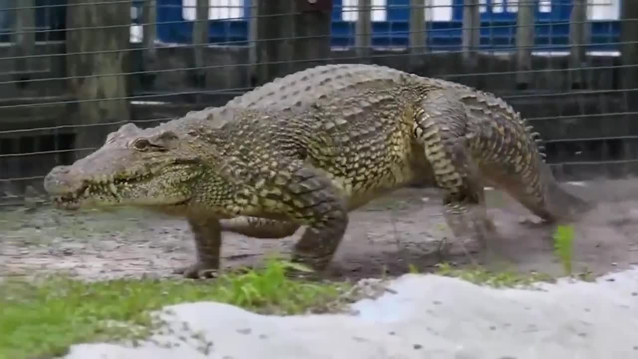 Have you ever seen a the crocodile run before?