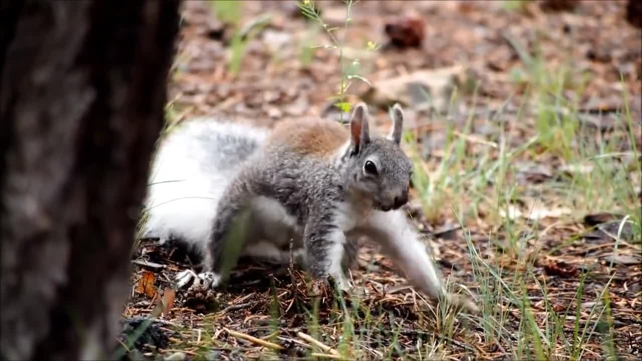 Squirrel Trying To Hide Treasure But Fail