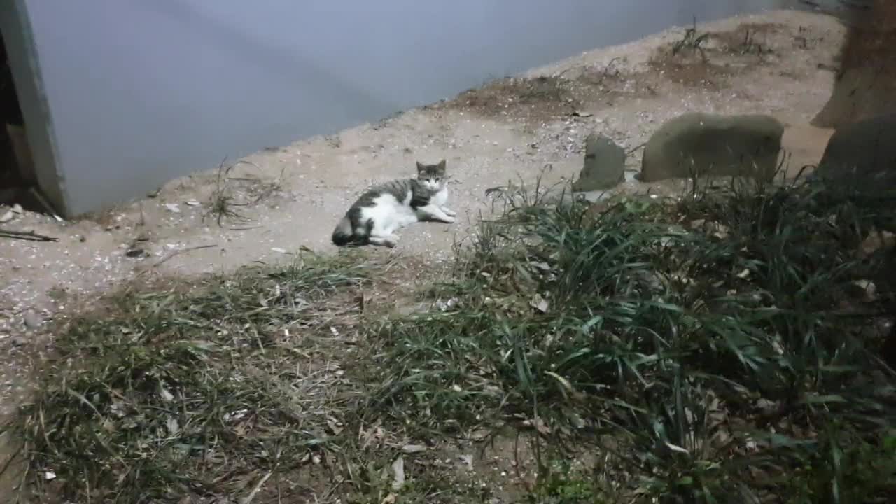 It's more of a deadly attractive street cat.