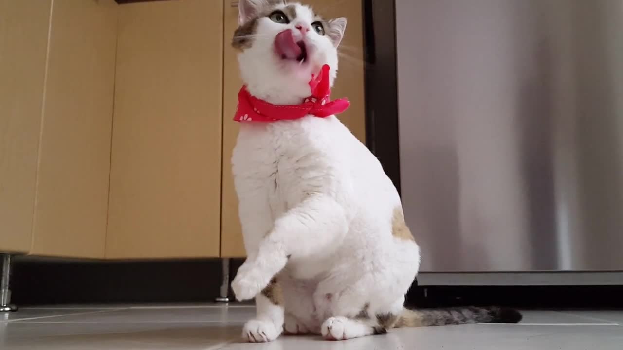 Cute Cat Funny kitten