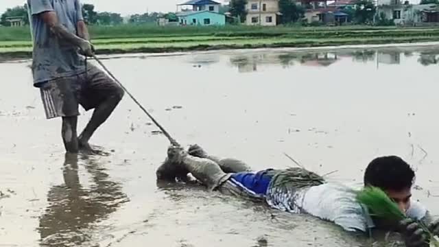 New method of food plantation 🤣🤣