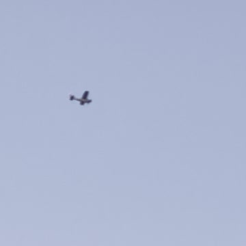 Airplane ✈️ in sky of Edmonton