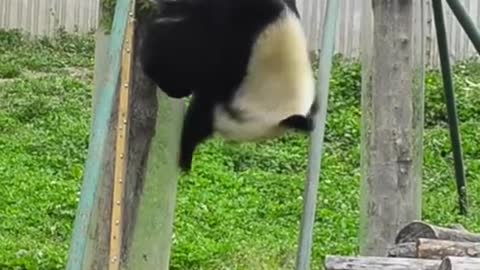 Cat video Playing Beautifull cat video Playing Beautifull cat