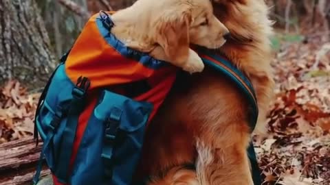 So beautiful video of dog and baby dog