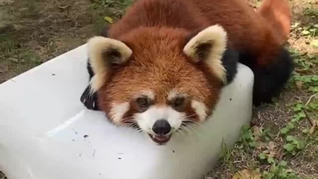 small bear cats are living in China