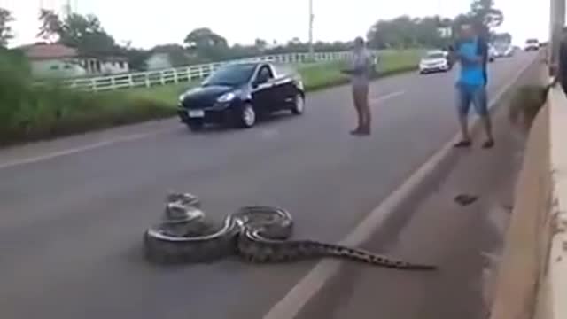 Giant suriri snake and seen crossing a highway