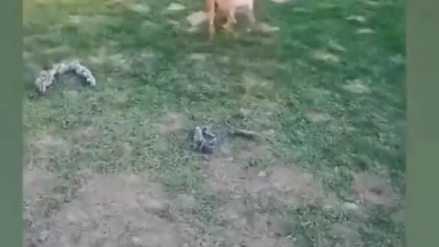 Watch how my cute dog went to catch the ball and fell? Funny dog moments. Try not to laugh!!