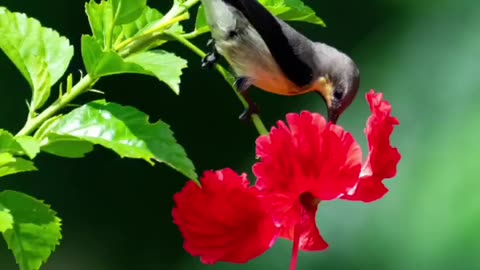 Wildlife in closer view with a natural perspective.