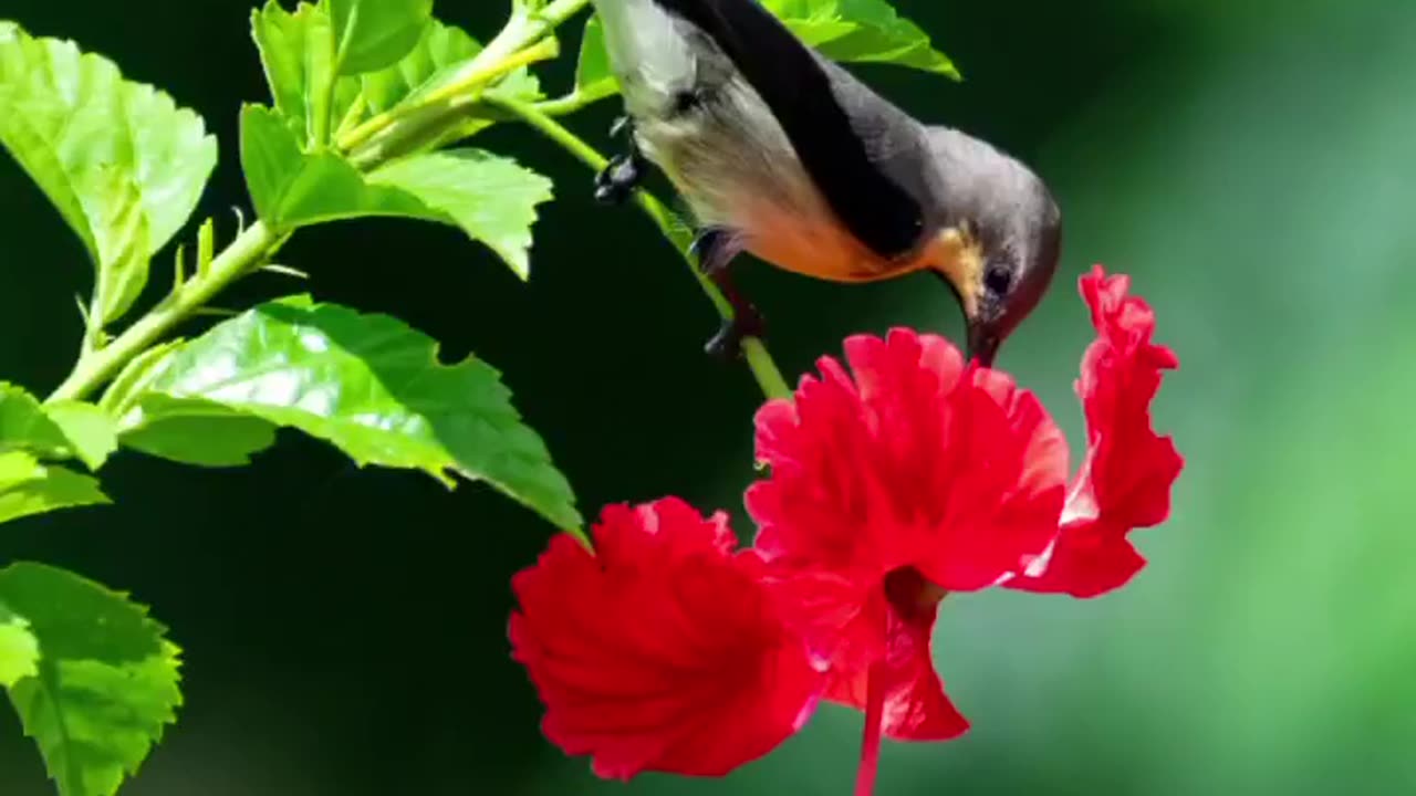 Wildlife in closer view with a natural perspective.
