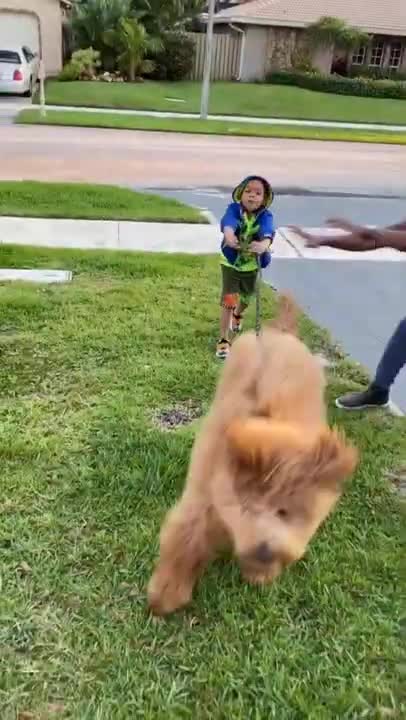 Ultimate Baby Dogs - Cute and Funny Dog Videos Compilation #Shorts