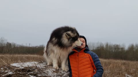 An Alaskan Malamute Dog Licking a Man