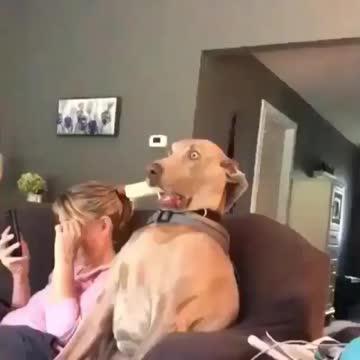 Omg this dog is so funny 😂😂