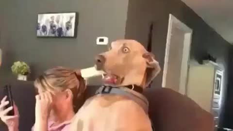 Omg this dog is so funny 😂😂