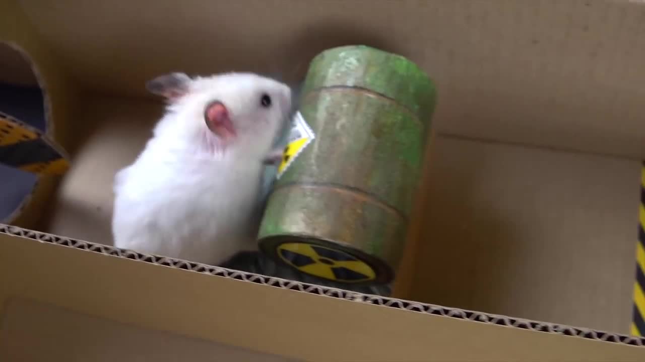 Are the hamsters brave and fast enough to get out of a dangerous trap and finally escape