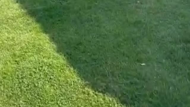 Impressive dog