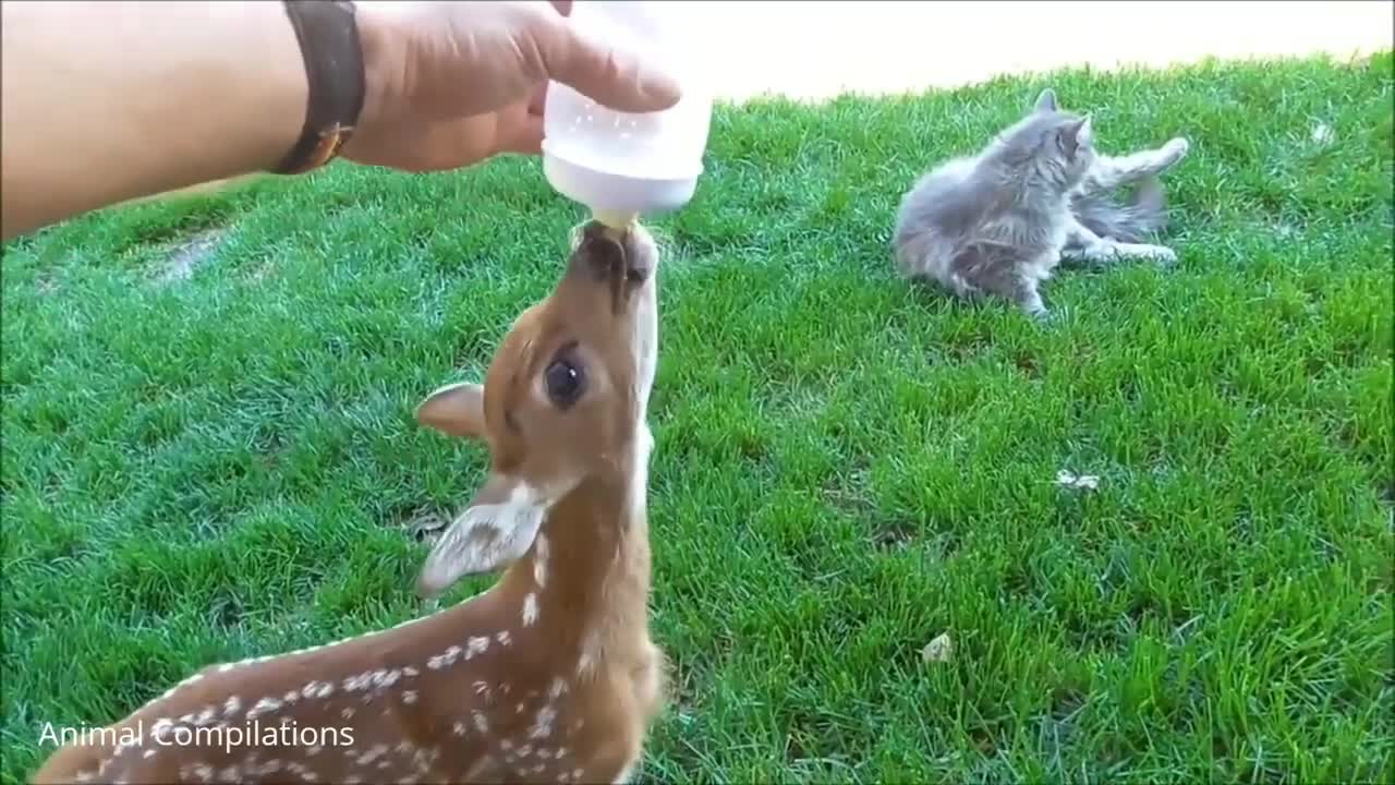 feeding a rescued fawn