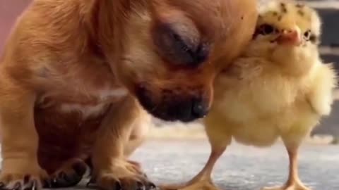 Hugging puppy and chick