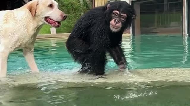 Wow 😳 adventure with these animals