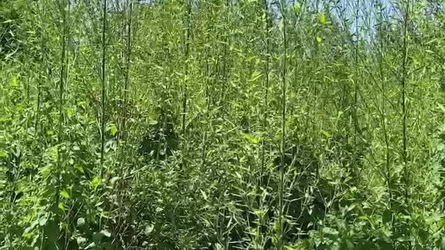 Flour white flowers in front of bamboo