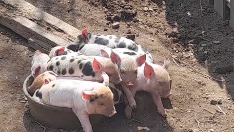 Piglets in a pail nap time