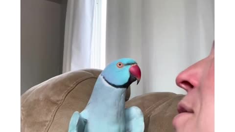 A parrot talking with a girl just kissing him