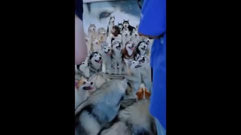 Group of Huskies. Lovely Moment