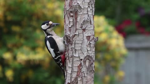 Woodpecker doing the job nicely.