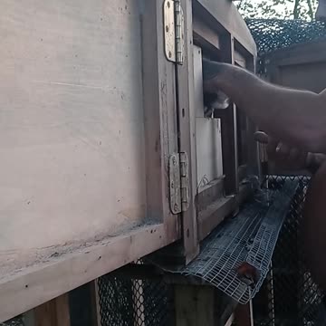 Flock it Farm baby pigeons