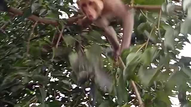 Monkey