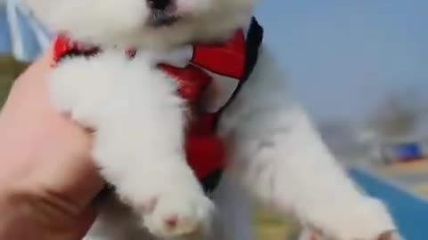 Baby Dogs Very Cute White Puppy Video