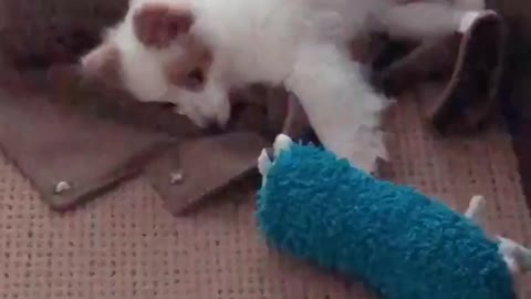 White dog laying down on top of sweater on ground