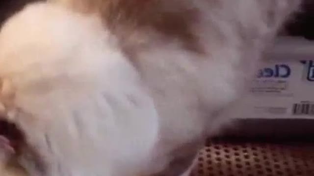 sexy meow, online squatting! What is the goddess' baggage It doesn't exist.