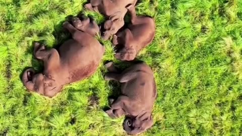 Migrating Elephants