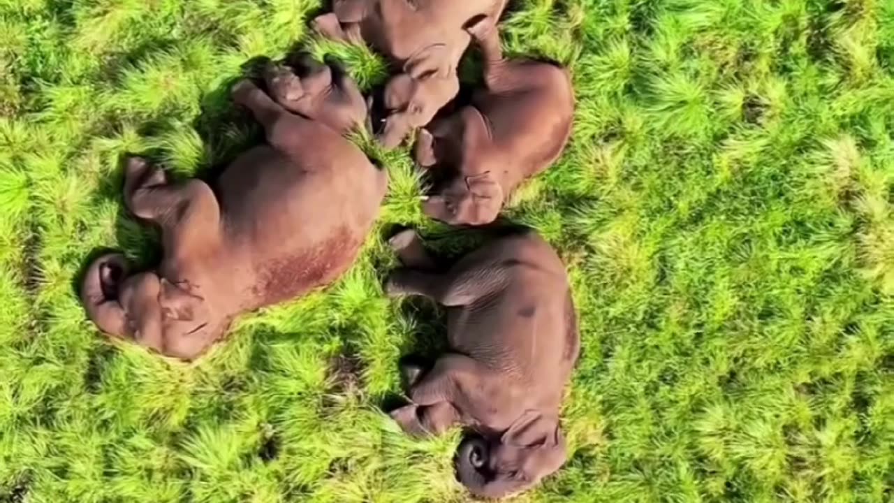 Migrating Elephants