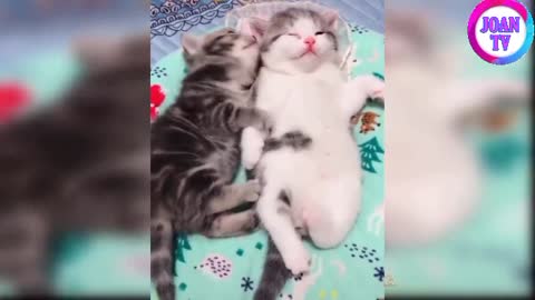 Cute and funny cats compilation#4