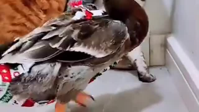 Funny Duck & Cat Fight