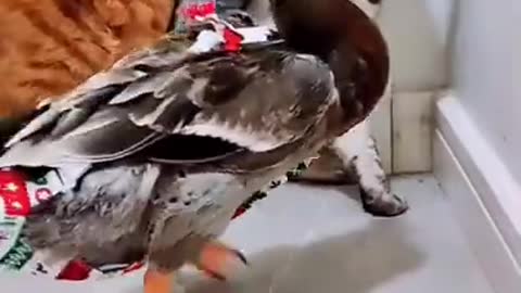 Funny Duck & Cat Fight