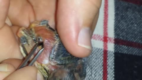 Parasitization by Philornis sp larvae in Rufous collared sparrow