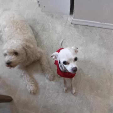 Spud and Buddy waiting for snacks