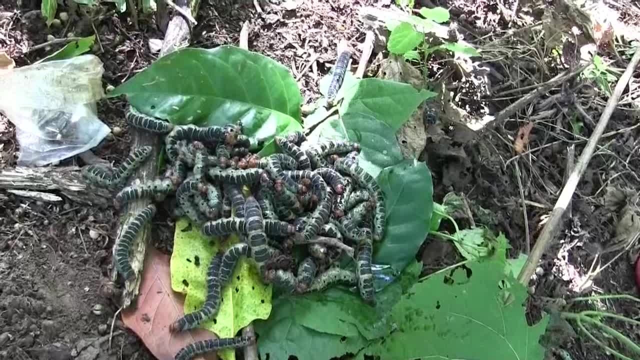 Zats, los gusanos convertidos en manjar de la cocina mexicana