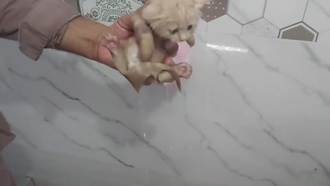 Kitten Bath Experience