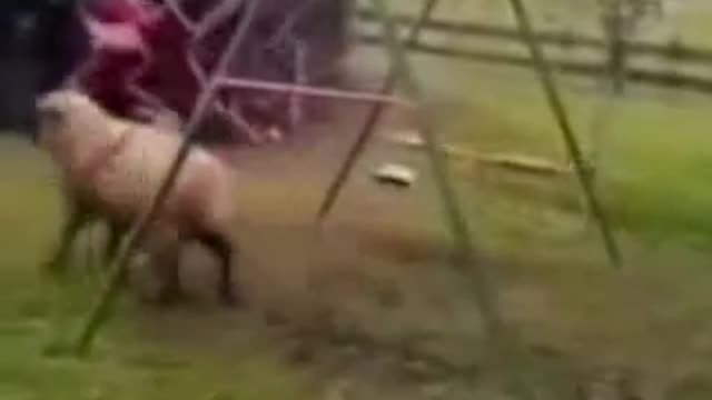 sheep and swing