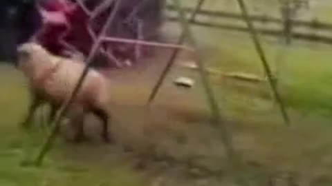 sheep and swing