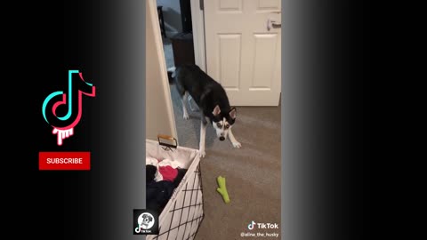 Funny Husky Video Compilation #2