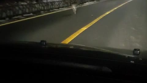 Wild animals appear while driving