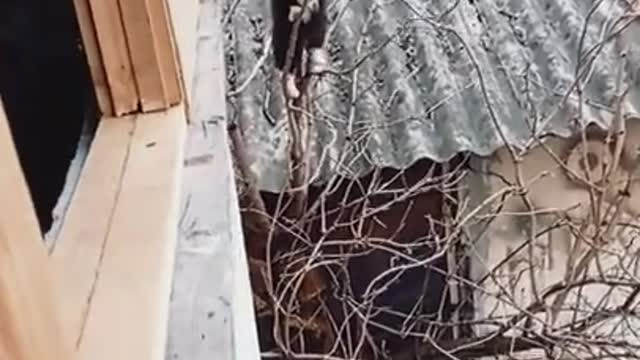 Kitty Climbs in the House