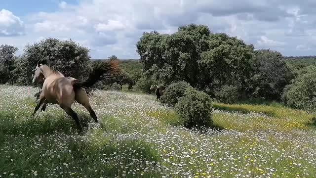 Caballos salvajes disfrutando de la naturaleza al aire libre😁