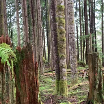 Nailed It! Kass spikes a deer