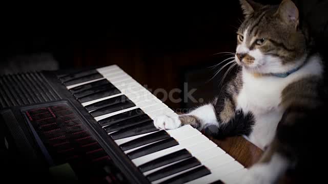 Funny Cat joue un clavier, orgue ou Piano