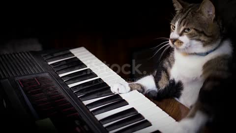 Funny Cat joue un clavier, orgue ou Piano